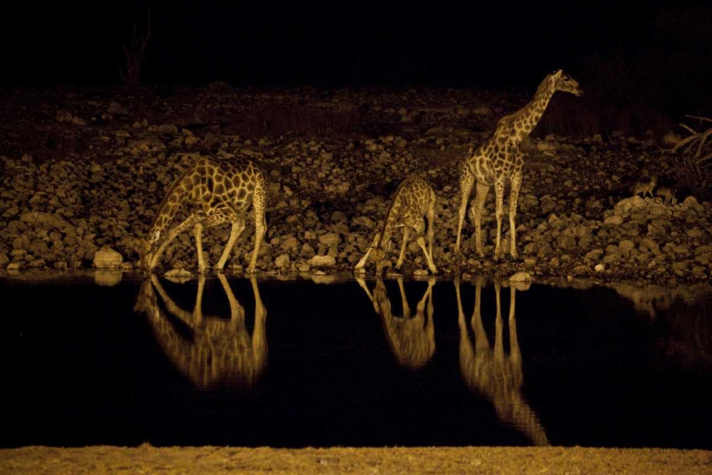 Namibia, Etosha NP Giraffe drinks at Okaukuejo